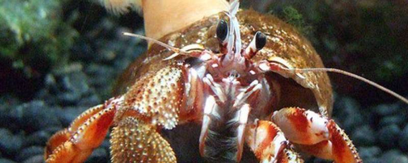 寄居蟹是什么动物（寄居蟹是什么动物?）