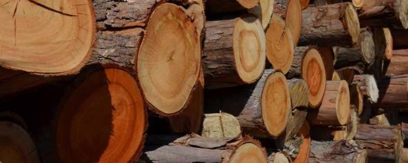 木材属于什么材料 木材包括什么