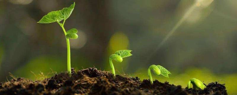 土壤中有哪些生物（土壤中有哪些生物,请举例说明）