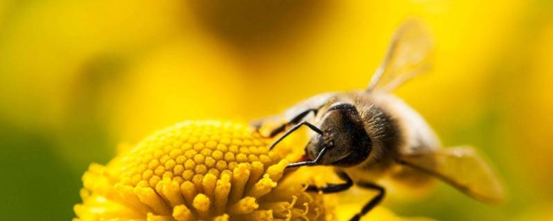 蜜蜂怎么叫（蜜蜂怎么叫的拟声词）