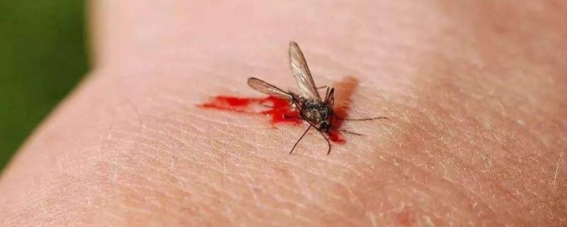 为什么蚊子要吸血（为什么蚊子要吸血为生）
