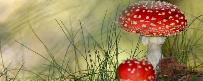 什么是迷幻毒蘑菇中的主要成分（什么是迷幻毒蘑菇中的主要成分,这种物质）