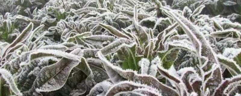 寒潮和寒流的区别 寒潮和什么有关