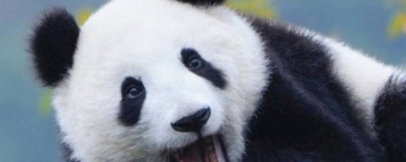 大熊猫喜欢吃什么 大熊猫喜欢吃什么竹子