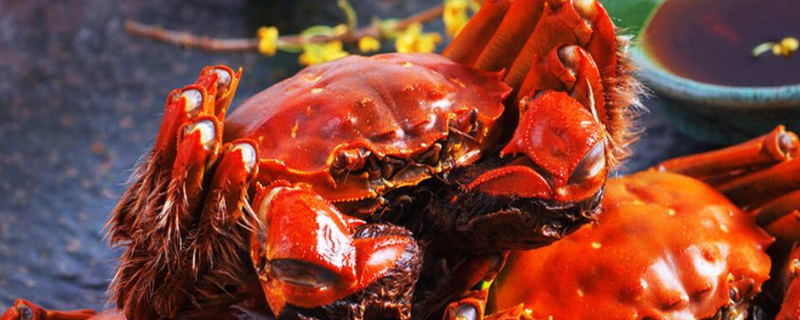 清洗大闸蟹的七个步骤 清洗大闸蟹的做法步骤