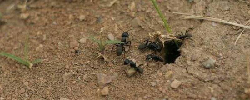 观察蚂蚁是科学研究吗 关于蚂蚁的科学研究实验