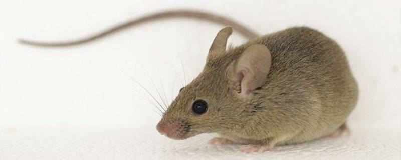 褐家鼠和小家鼠的区别 褐家鼠的特点是什么