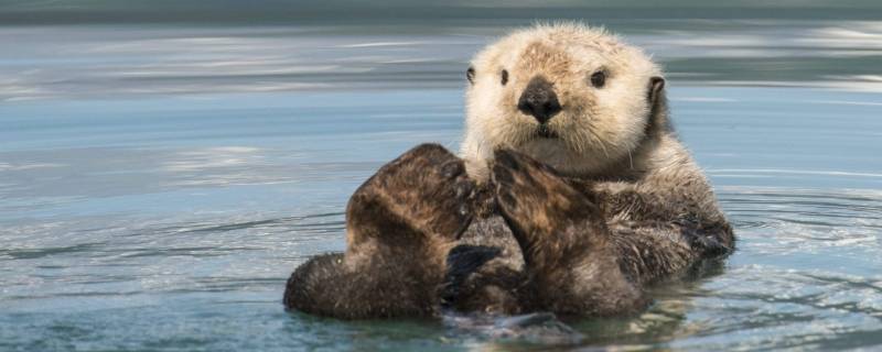 水濑和水獭是一样的吗 水濑和水獭是一样的吗?水濑和水獭区别