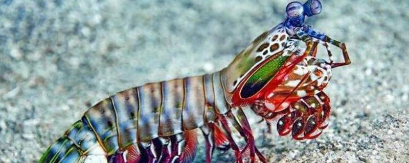 螳螂虾的威力有多大 螳螂虾的威力有多大视频
