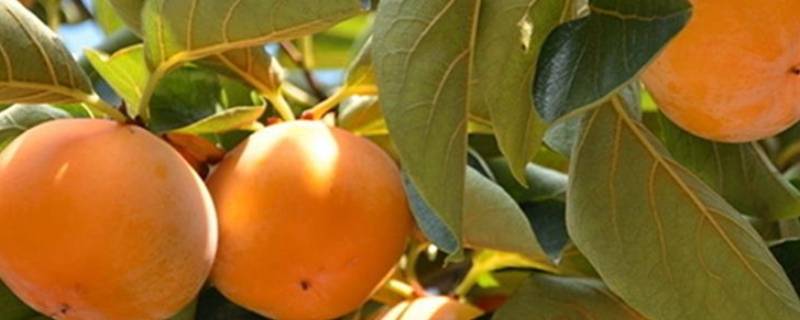 脆柿要不要削皮 脆柿子要削皮么