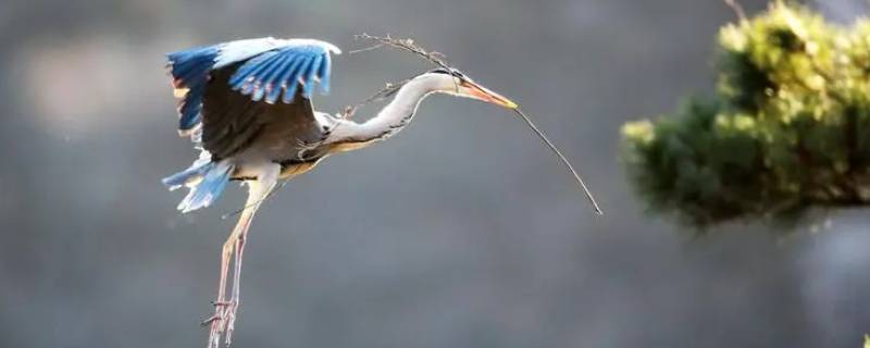 青庄鸟是几级保护动物 青翠鸟是国家级保护动物?