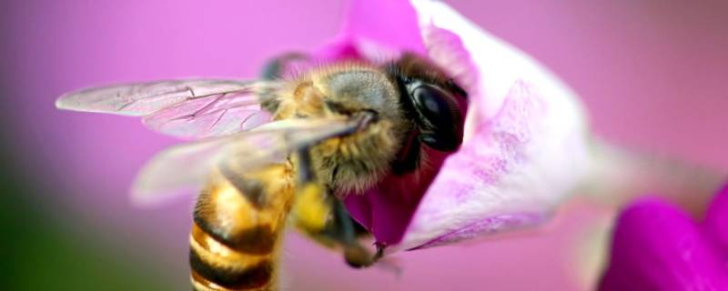 蜜蜂的前翅是什么类型 蜜蜂的前后翅是