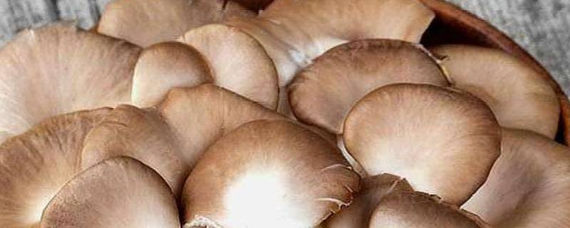 秀珍菇要煮多久才熟 秀珍菇怎样放的时间长