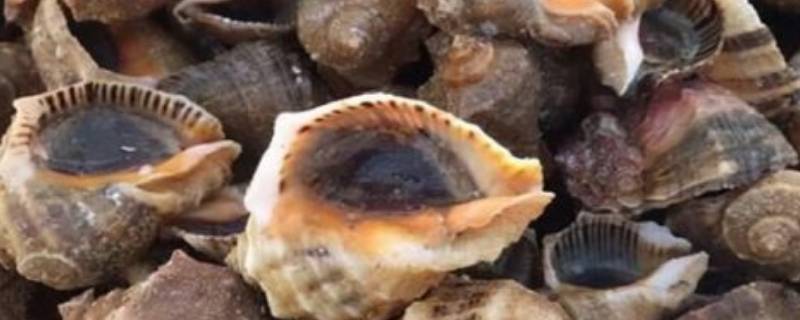 海螺蒸多久（海螺蒸多久多长时间最好吃）