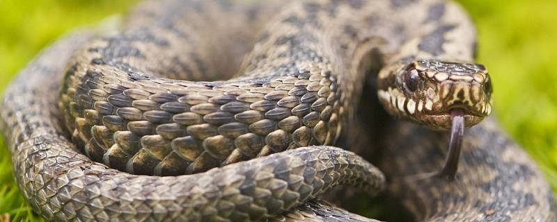 蛇为什么会吃蛇 蛇为什么会吃蛇百度