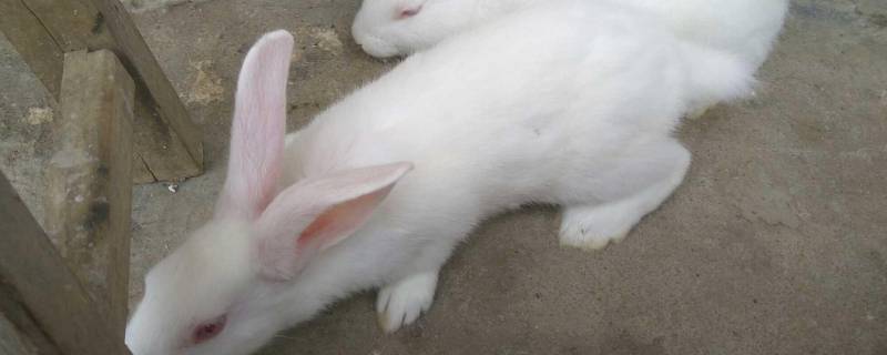 小白兔特点和特性 小白兔特点和特性外形