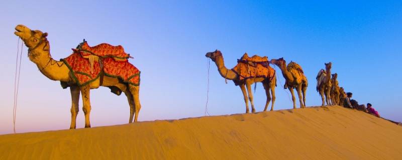 骆驼只有双驼峰一种对吗 骆驼和双峰驼的区别