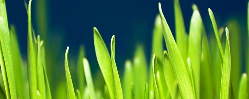 小草的象征意义（小草的象征意义的作文500字）