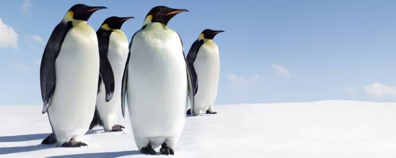 企鹅在哪里生活 企鹅在哪里生活何平