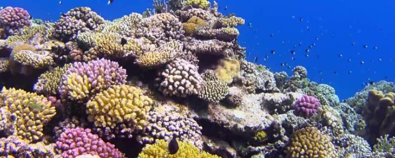 珊瑚礁有哪三种（珊瑚礁有哪三种类型）