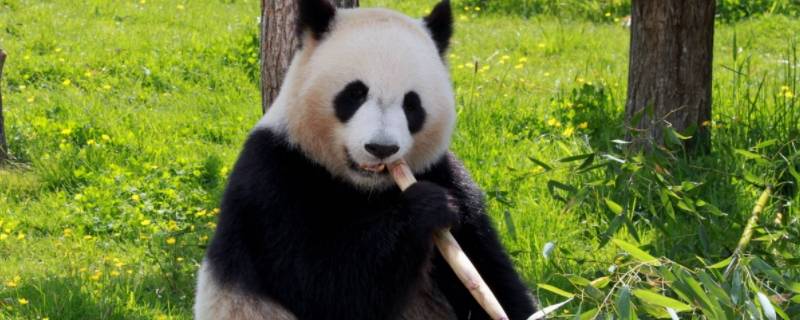 中国的国宝有哪些（中国的国宝有哪些?都在哪里?）