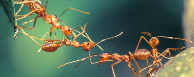 小黄蚂蚁彻底清除的方法 小黄蚂蚁彻底清除的方法视频