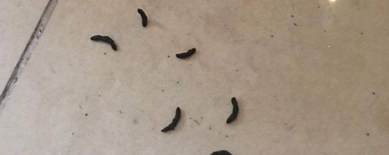 老鼠屎是什么样子的 老鼠屎是长什么样的