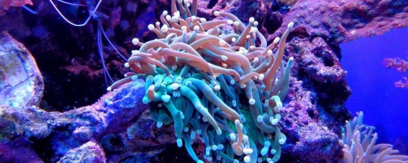 珊瑚属于生物吗 珊瑚属于生物嘛