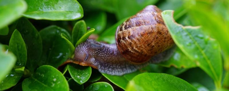 触碰蜗牛的触角蜗牛会有什么反应 蜗牛的触角会动吗