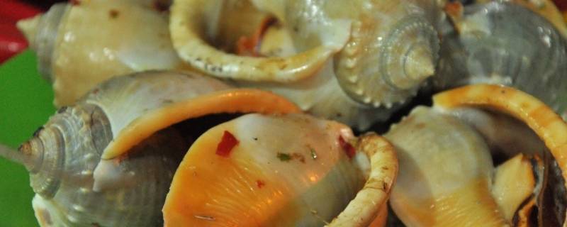 海螺有寄生虫不（海螺为什么没有寄生虫）