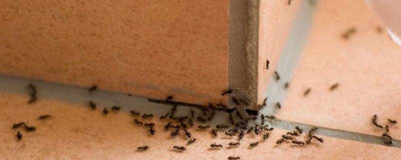 室内蚂蚁怎么根除 怎样根除室内蚂蚁