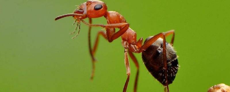 家里有蚂蚁怎么彻底消除 家里有蚂蚁怎么彻底消除蚂蚁