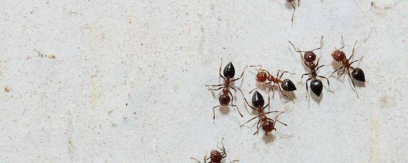 怎么消灭家里的蚂蚁（家中蚂蚁怎么彻底根除）
