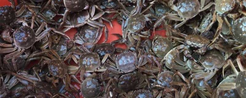 螃蟹换壳后为什么死了 螃蟹壳坏了会死吗