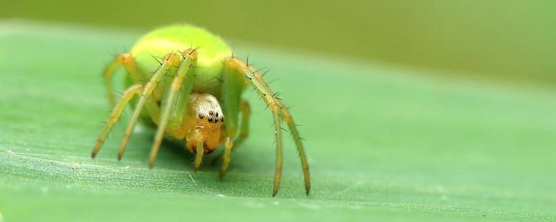 绿色的蜘蛛是什么品种（翠绿色的蜘蛛是什么品种）