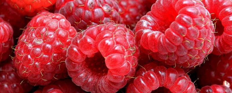 野果红色的小果子叫什么 红红的野果叫什么