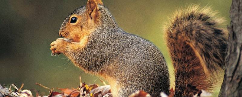 松鼠的特点是什么（关于松鼠还有什么特点）