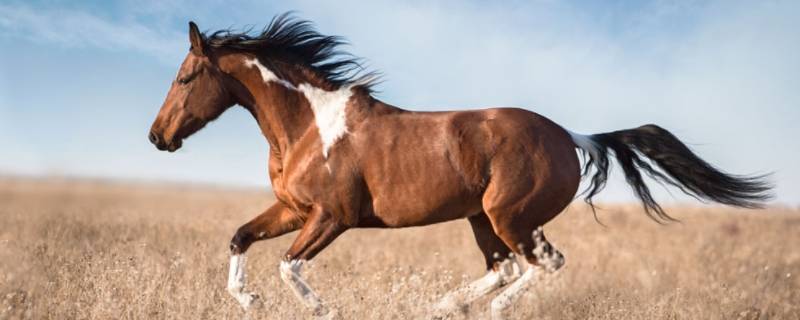 马的外貌特点描写 马的外貌特点描写英语