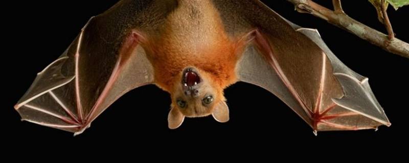 麻雀乌鸦孔雀蝙蝠哪个不同类 麻雀和蝙蝠是一类吗