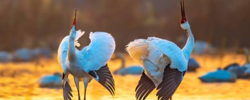 白鹤有多长 白鹤有多长有多大