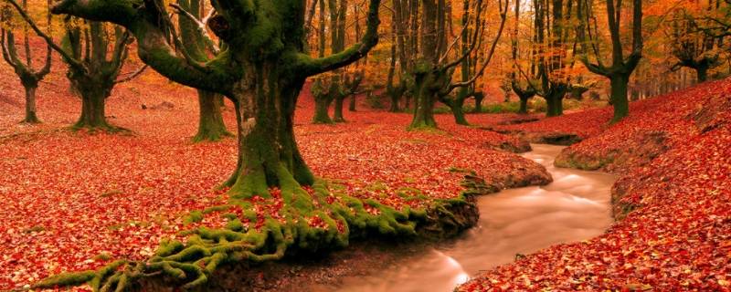 森林有什么之称 亚马逊森林有什么之称