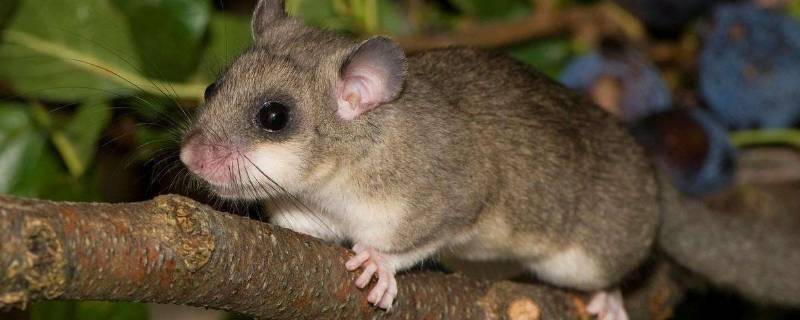 老鼠寿命多少年 老鼠寿命多少年?