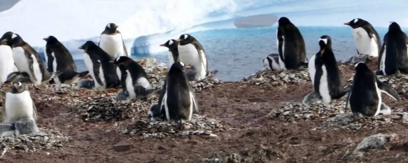地球上的企鹅全部分布在南半球吗 地球上的企鹅全部分布在南半球吗为什么
