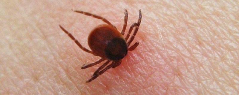 蜱虫长什么样子 蜱虫长什么样子?有多大?