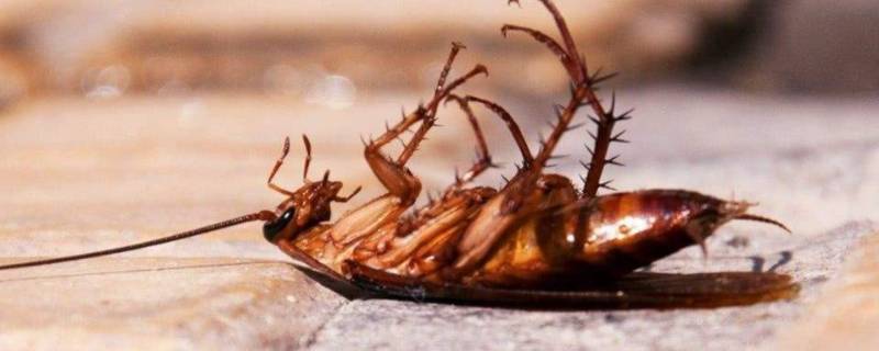 室内蟑螂太多怎么去除 家里蟑螂太多怎么根除