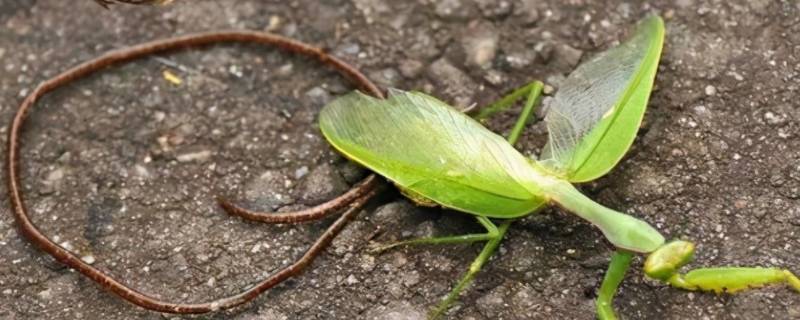 铁线虫为什么能控制螳螂（铁线虫真的可以控制螳螂吗）
