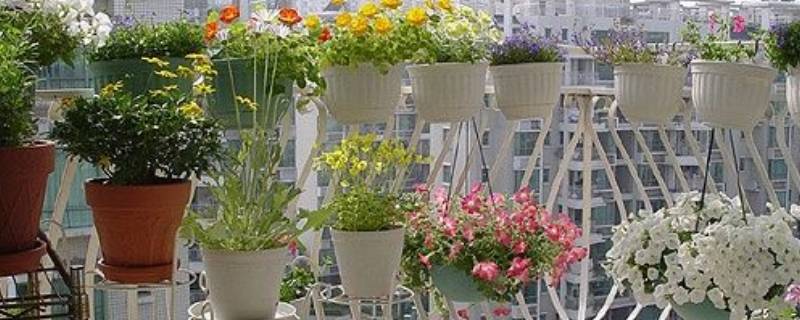 形容阳台上花草心情 形容阳台的花草