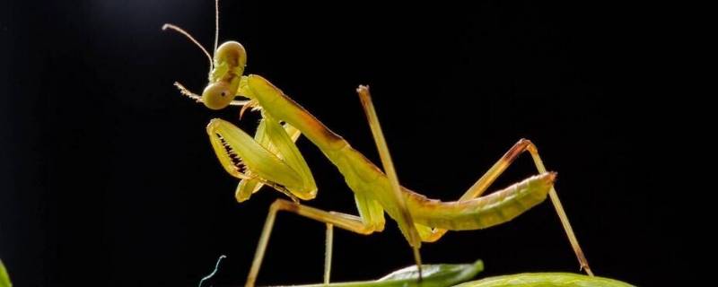怎么辨别螳螂卵死活 螳螂的卵是什么样