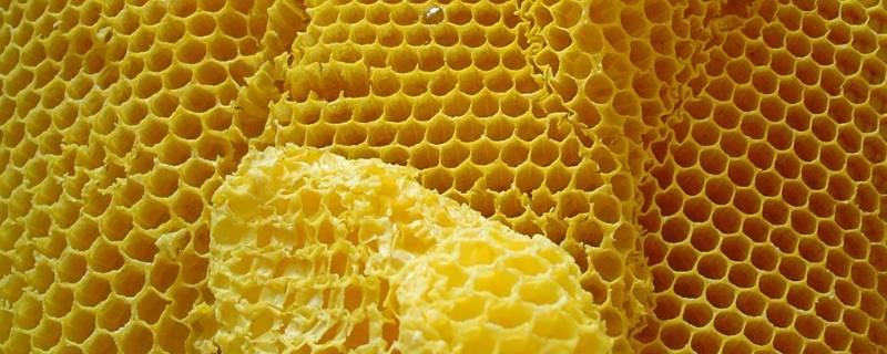 制造蜂蜡的是哪种蜜蜂（制造蜂蜡的是哪一种蜜蜂）