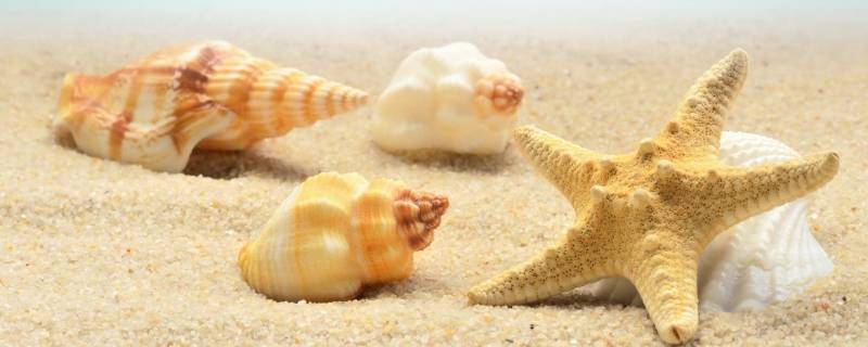 贝壳像什么小动物 贝壳像什么小动物答案